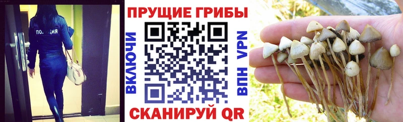 Псилоцибиновые грибы Psilocybe  как найти наркотики  omg ONION  Инза 